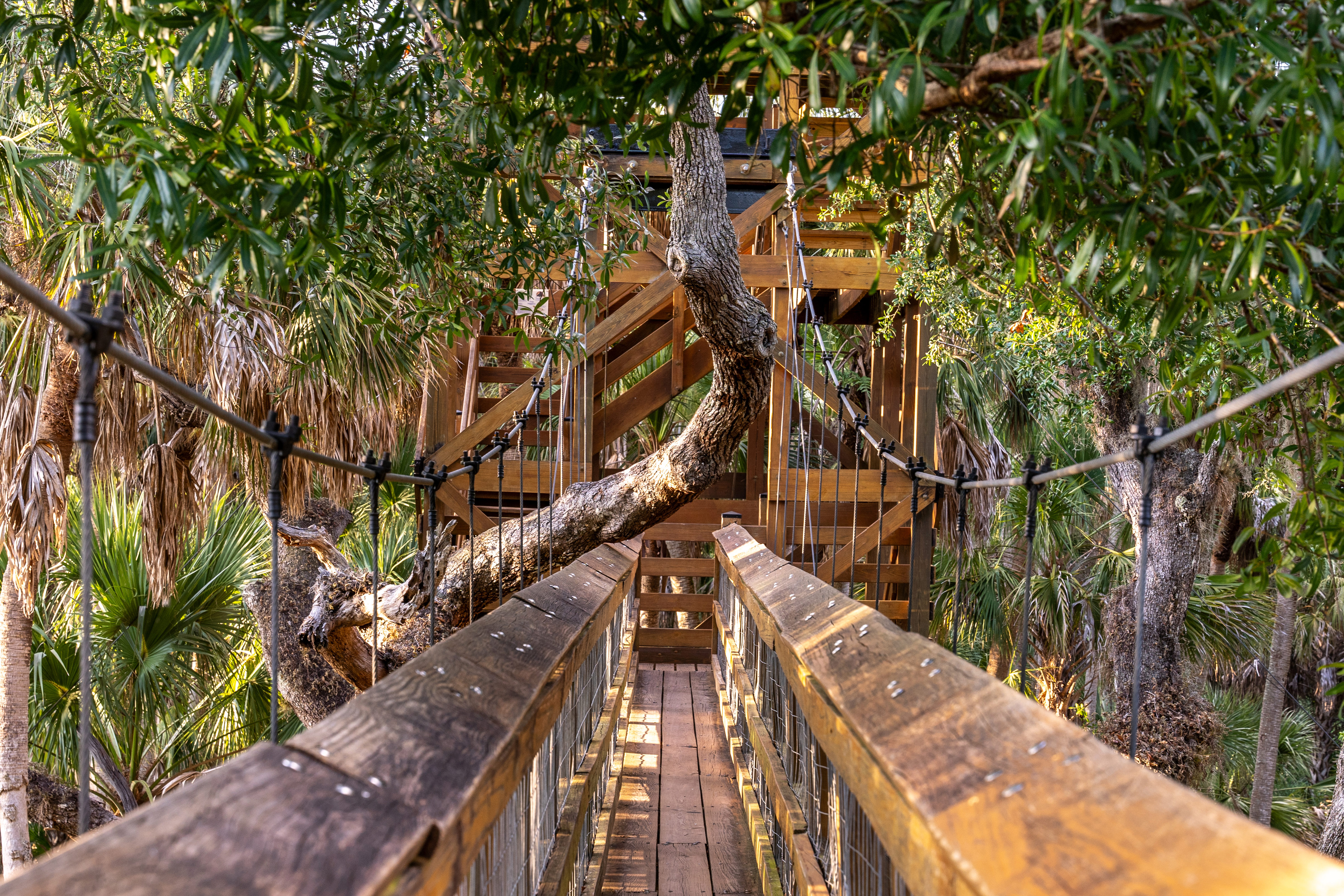 Mit dem Myakka Canopy Walkway die Natur von oben erleben